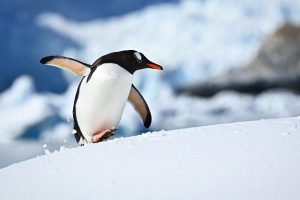 Antarctica 013